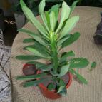 Euphorbia nerifolia