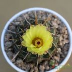 Parodia mammulosa