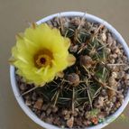 Collecion de Leticactus