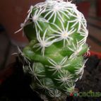 Collecion de Liliana Macias
