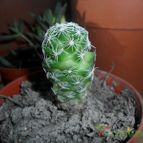 Collecion de Liliana Macias