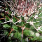 Collecion de Liliana Macias