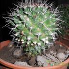 Collecion de Liliana Macias