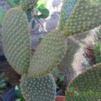 Collecion de Liliana Macias