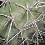 Collecion de Liliana Macias