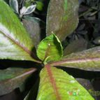 Collecion de Liliana Macias