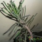 Collecion de Liliana Macias