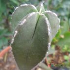 Collecion de Liliana Macias