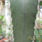 Collecion de Liliana Macias