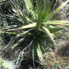 Collecion de Liliana Macias