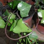Collecion de Liliana Macias