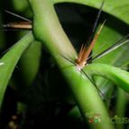 Collecion de Liliana Macias