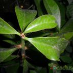 Collecion de Liliana Macias