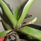 Collecion de Liliana Macias