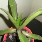 Collecion de Liliana Macias