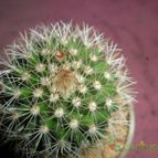 Collecion de Liliana Macias