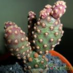 Collecion de Liliana Macias