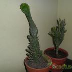 Collecion de Liliana Macias
