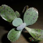 Collecion de Liliana Macias