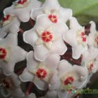 Collecion de Liliana Macias