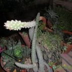Collecion de Liliana Macias