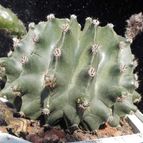 Echinopsis oxygona
