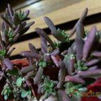 Collecion de Lorenapit