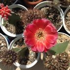 Fotografía tomada por Lorenzo2016