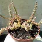 Collecion de Luife