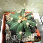 Collecion de Luife