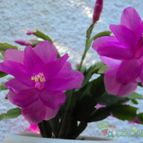 Collecion de Luife