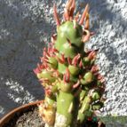 Collecion de Luife