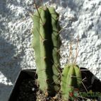 Collecion de Luife