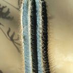 Collecion de Luife