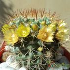 Collecion de Luife