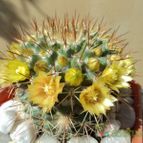 Collecion de Luife