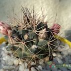 Collecion de Luife