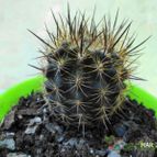 Collecion de Luife