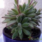 Collecion de Luife