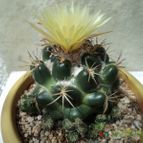 Collecion de Luife