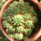 Collecion de Luis Felipe