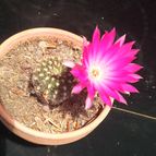 Collecion de Luis Felipe