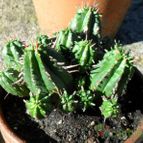 Collecion de Luis Felipe