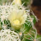 Collecion de Luisiana