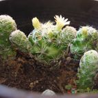 Collecion de Luisiana