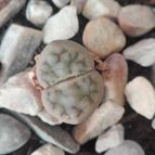 Collecion de Luismi