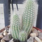 Collecion de Luismi