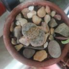 Collecion de Luismi