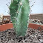 Collecion de Luismi