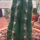 Collecion de Luismi